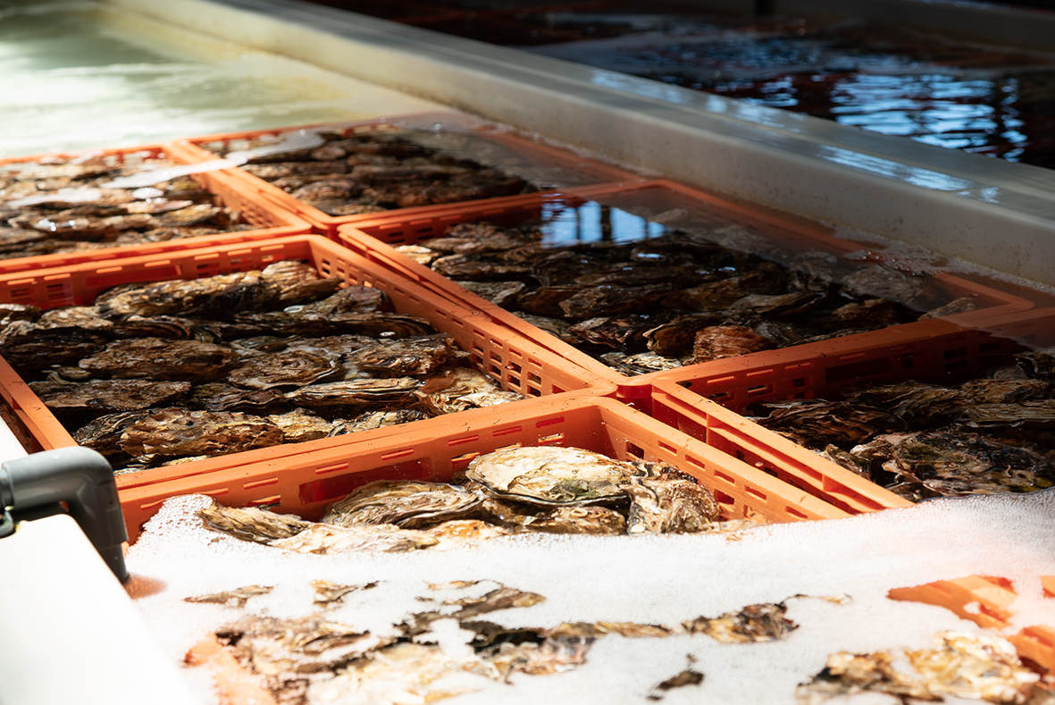 株式会社ゼネラル オイスターのプレスリリース Pr Times