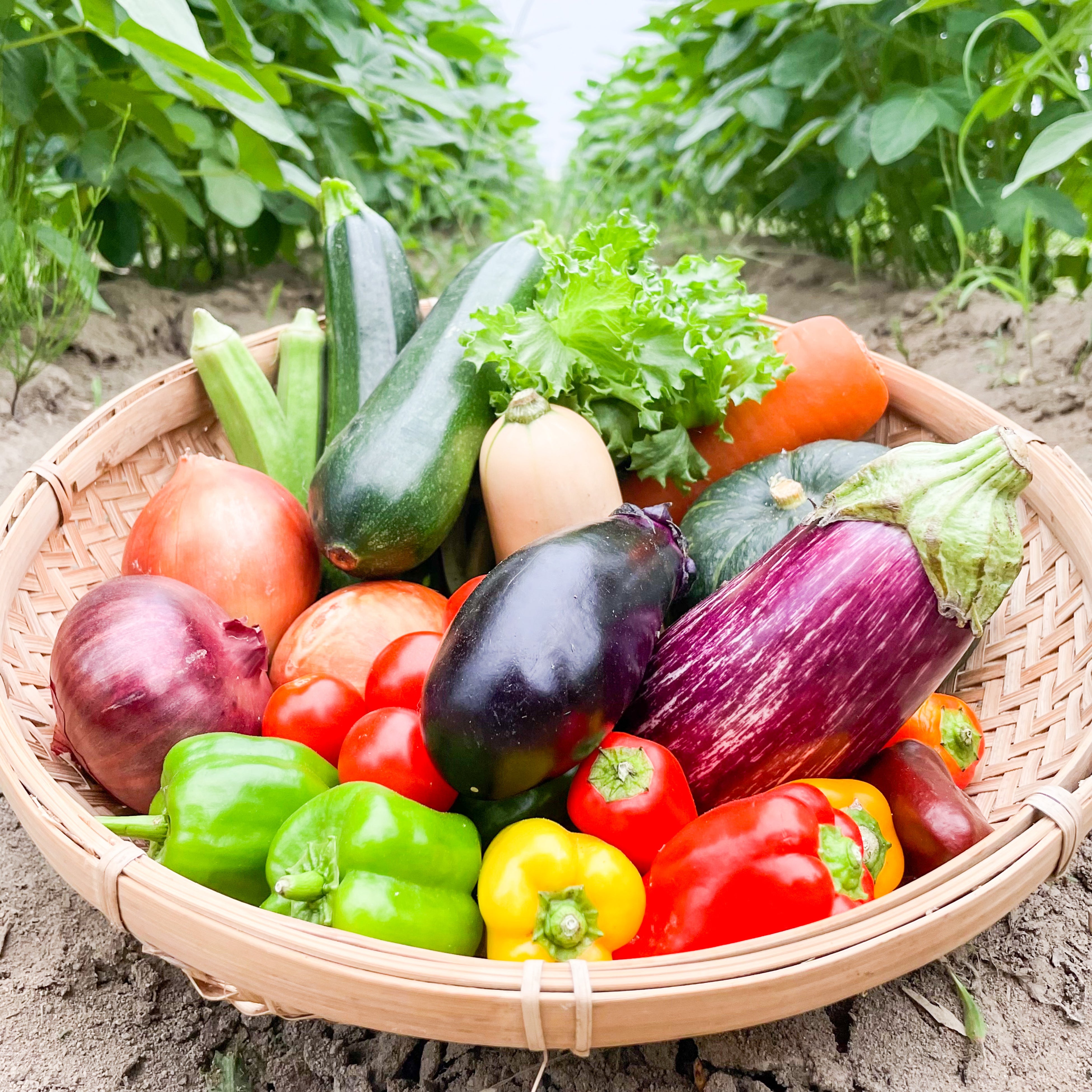 提携農家での一枚