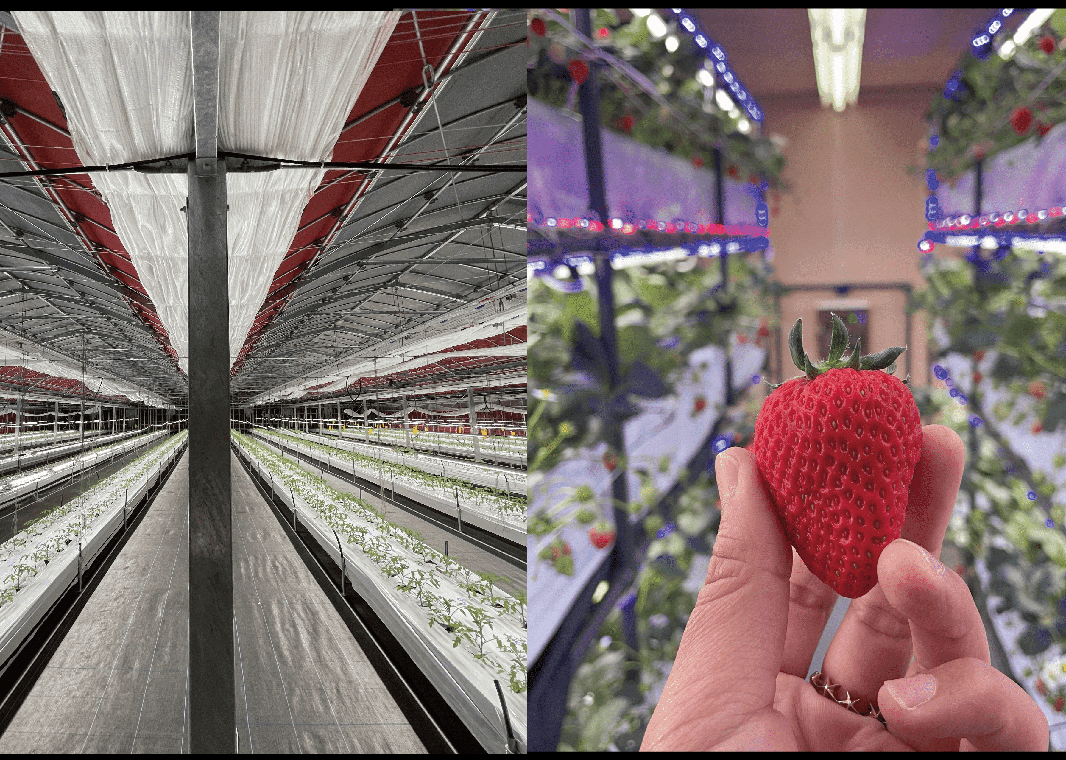 太陽光利用型と二重層構造による完全防熱型のハイブリッド農業施設の開発を目指している。