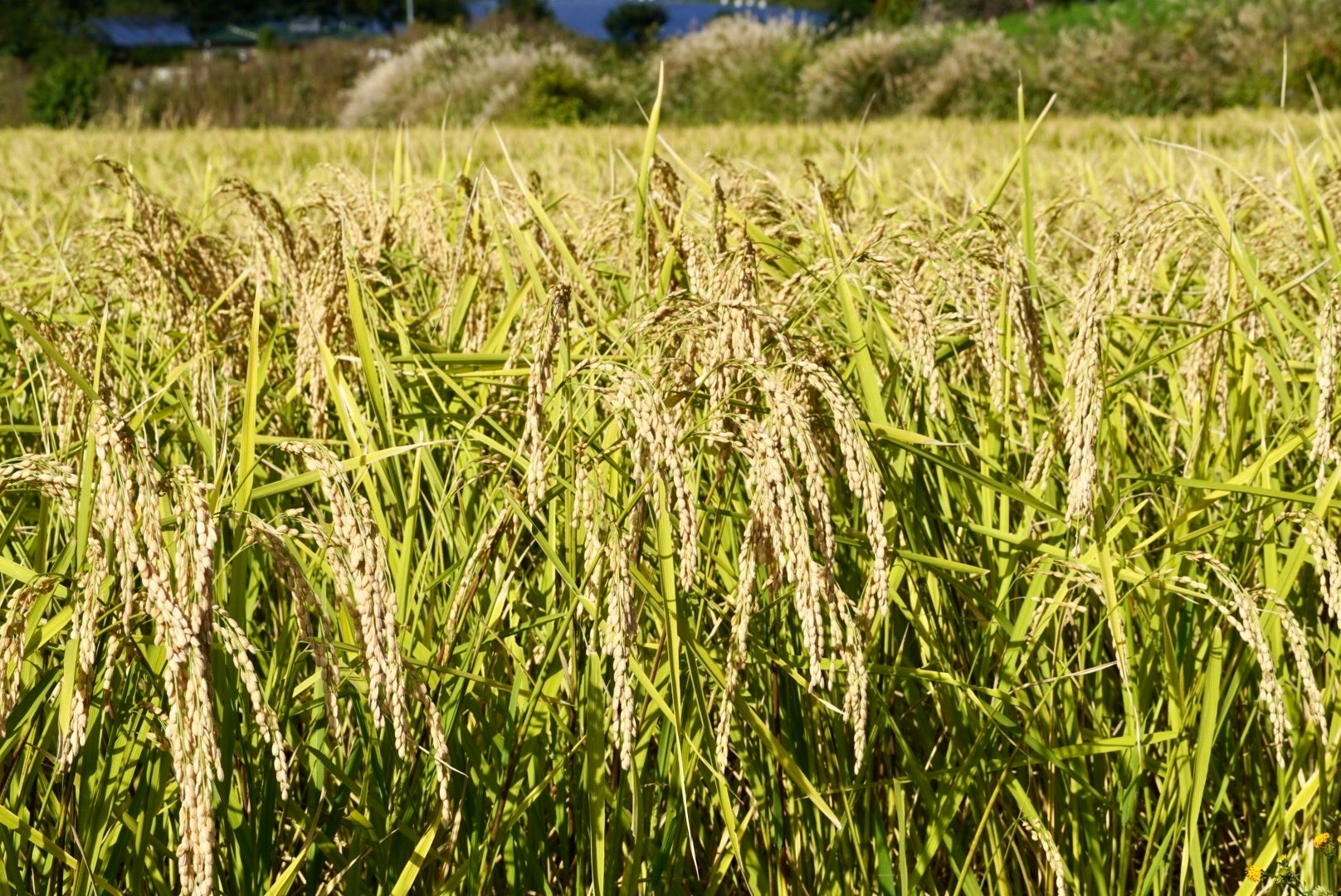 山梨県産山田錦の穂