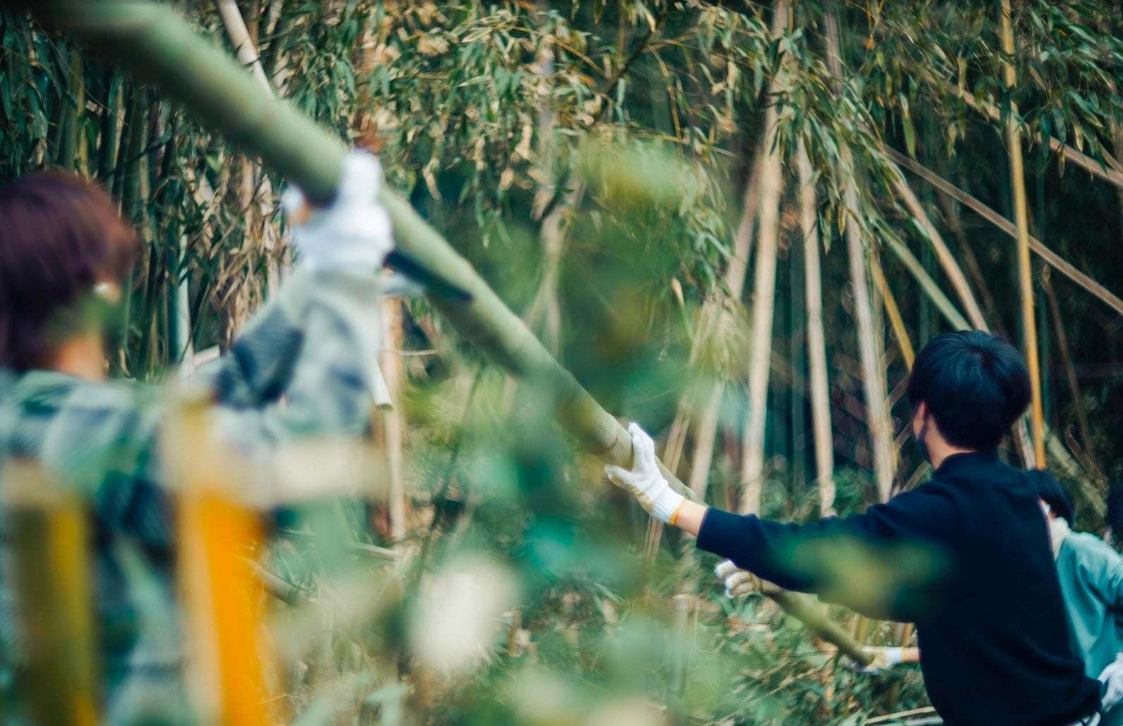 竹林での伐採シーン