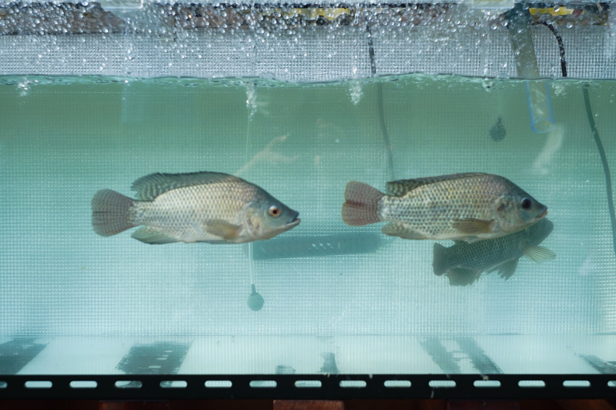 AGRIKO FARM（魚）