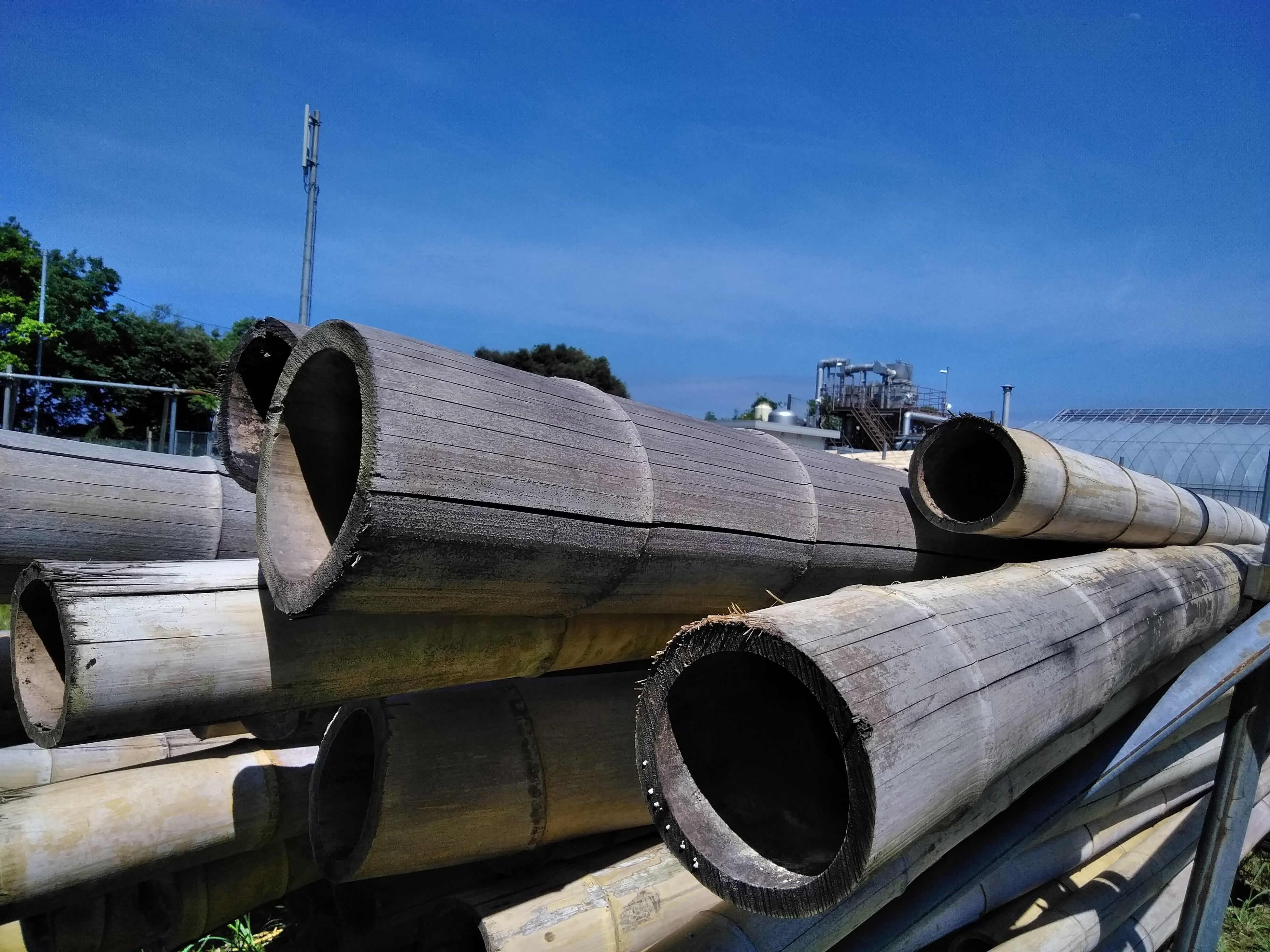 竹害エリアから伐採され乾燥された竹　宮津市にて