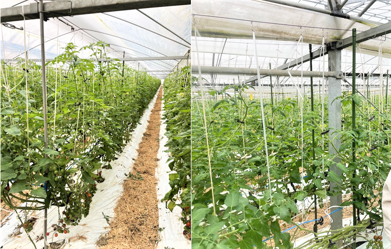 トマト農家用のフックなど多彩な加工ができる