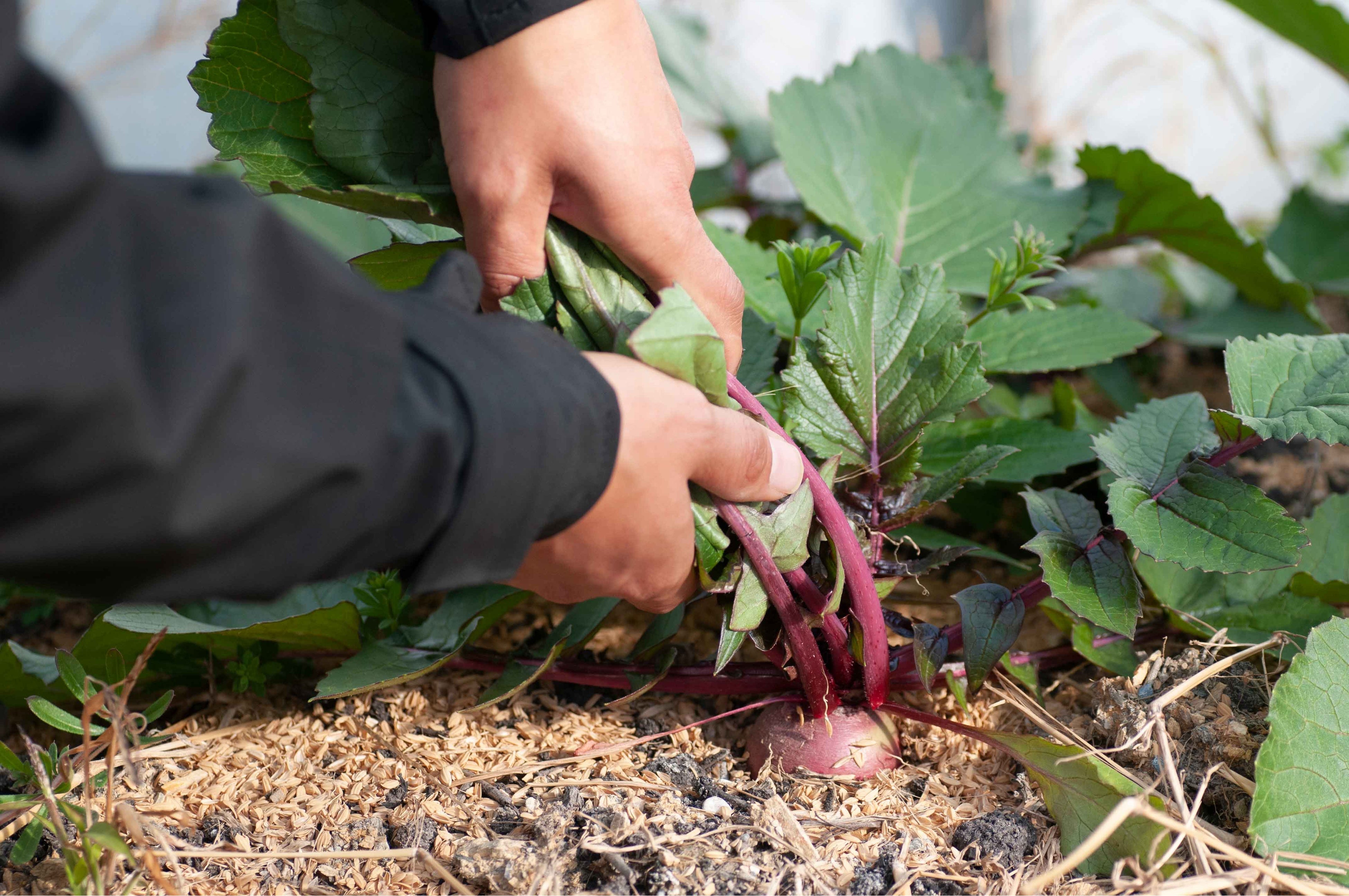 自然農法を学び体験できる