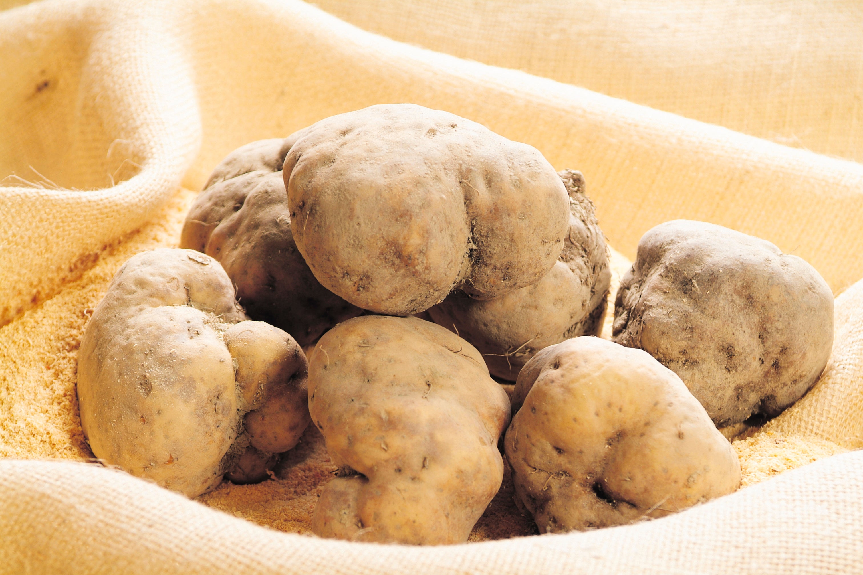 多気町の伝統野菜「伊勢芋」