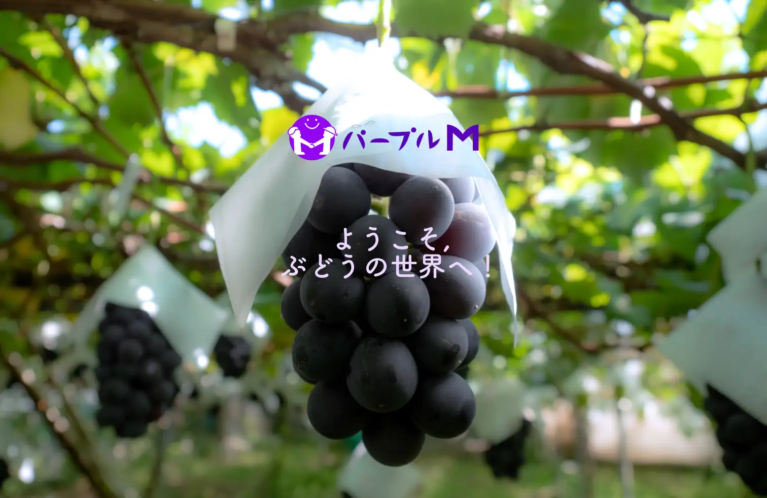 ぶどうの新たな可能性に挑戦する「パープルM」プロジェクトが、ぶどう