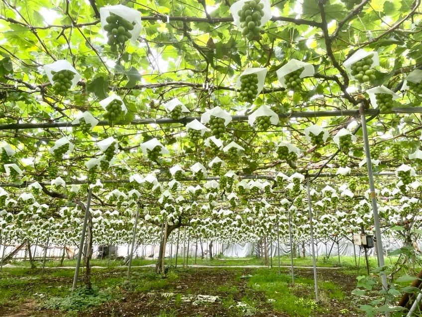 提携農園の様子