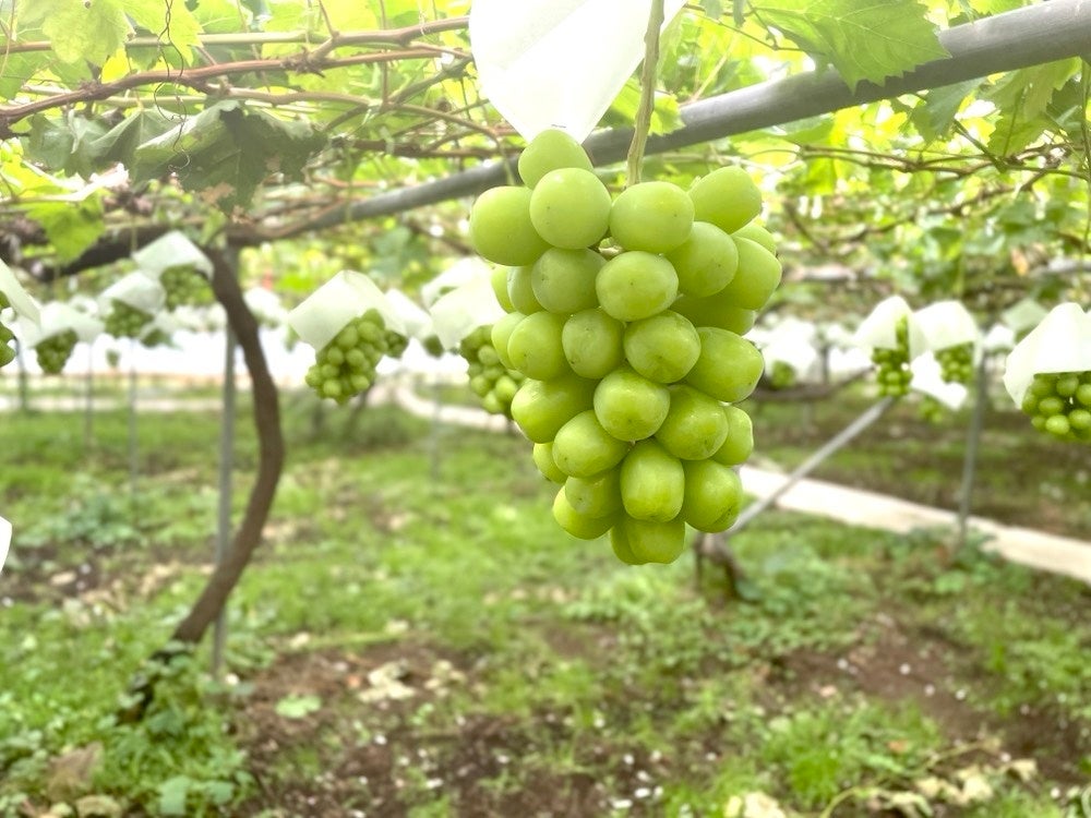 岡木農園のシャインマスカット