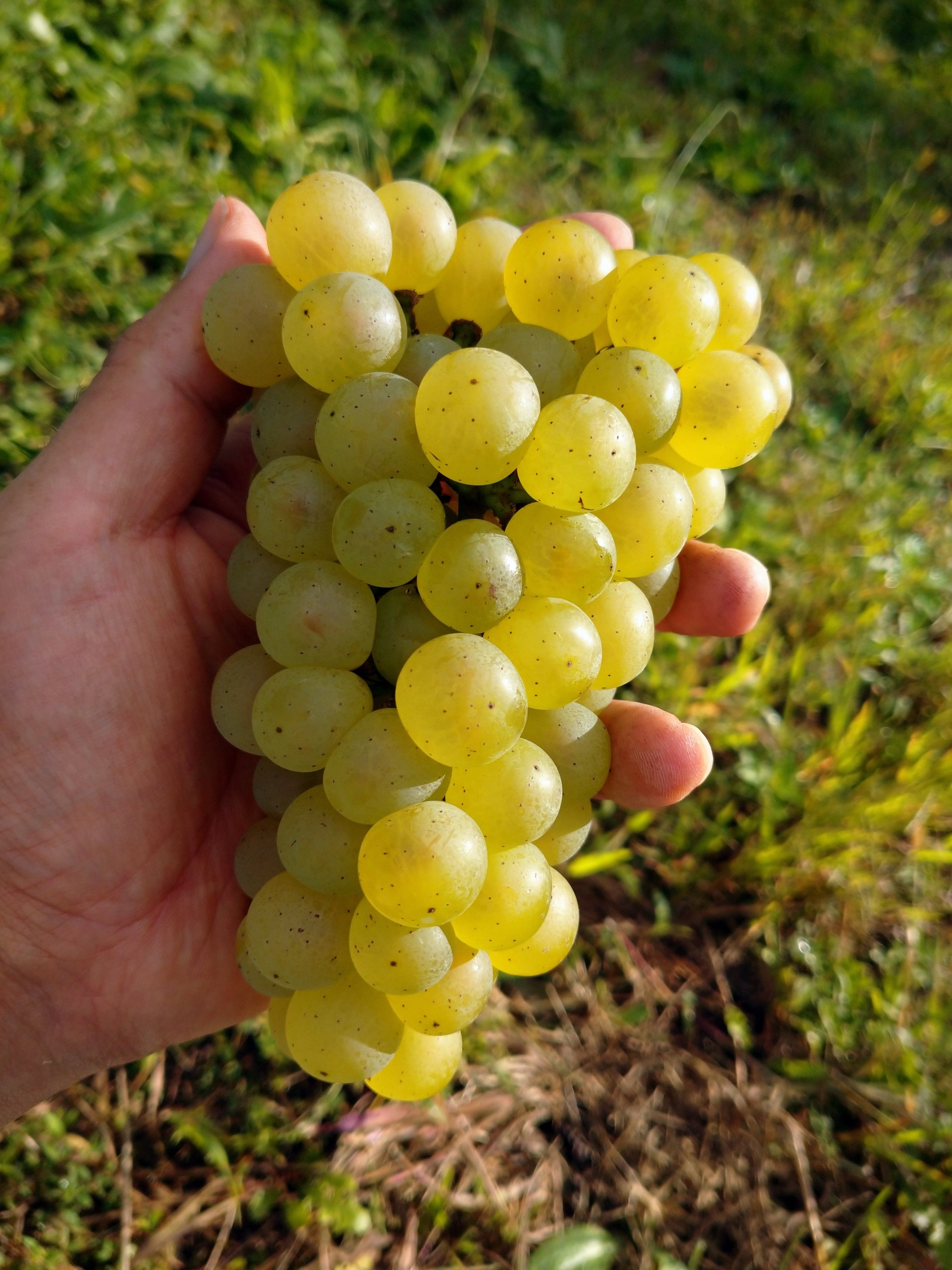 Kふぁーむの白ブドウ