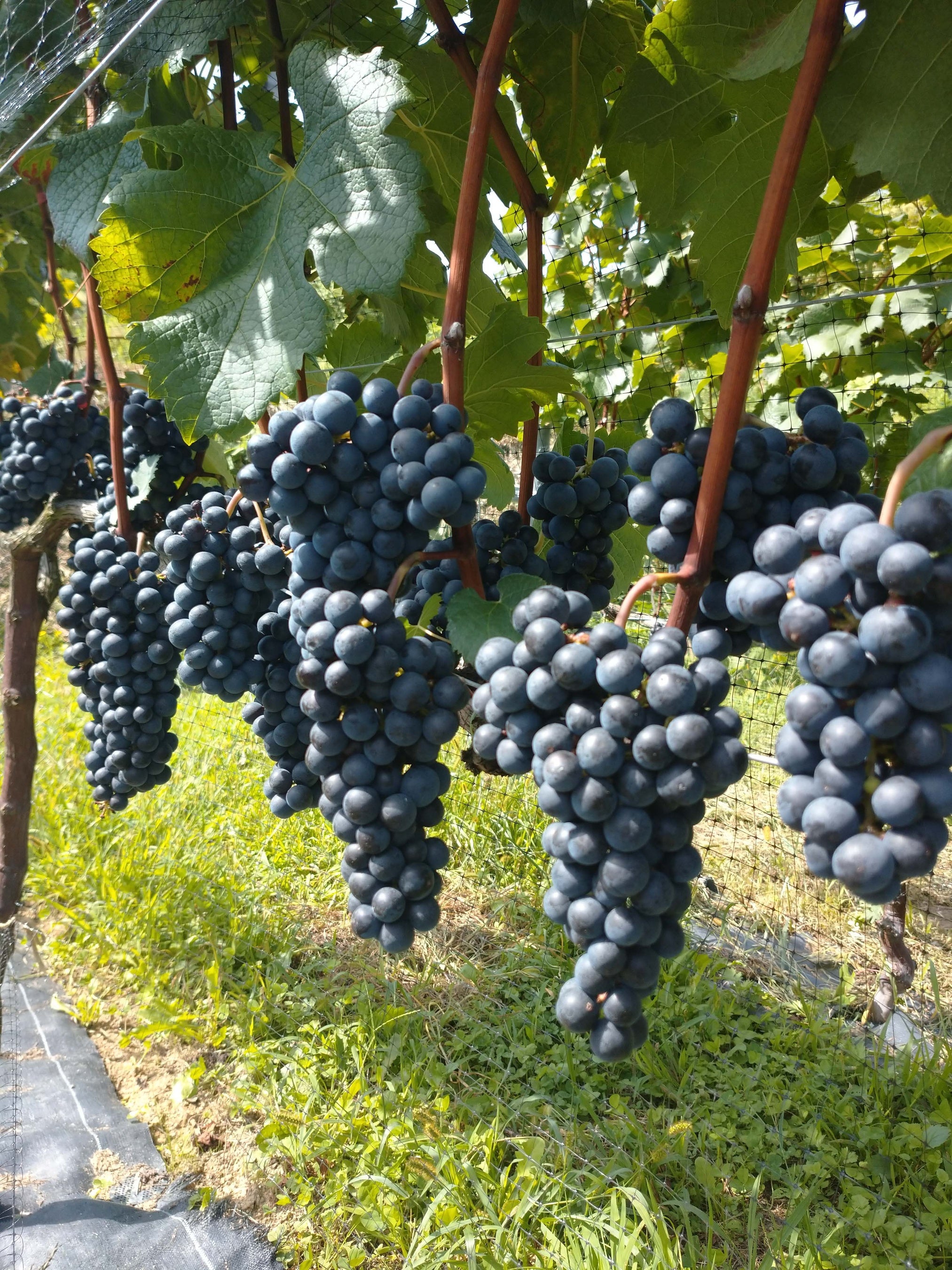 Kふぁーむの黒ブドウ（メルロー）