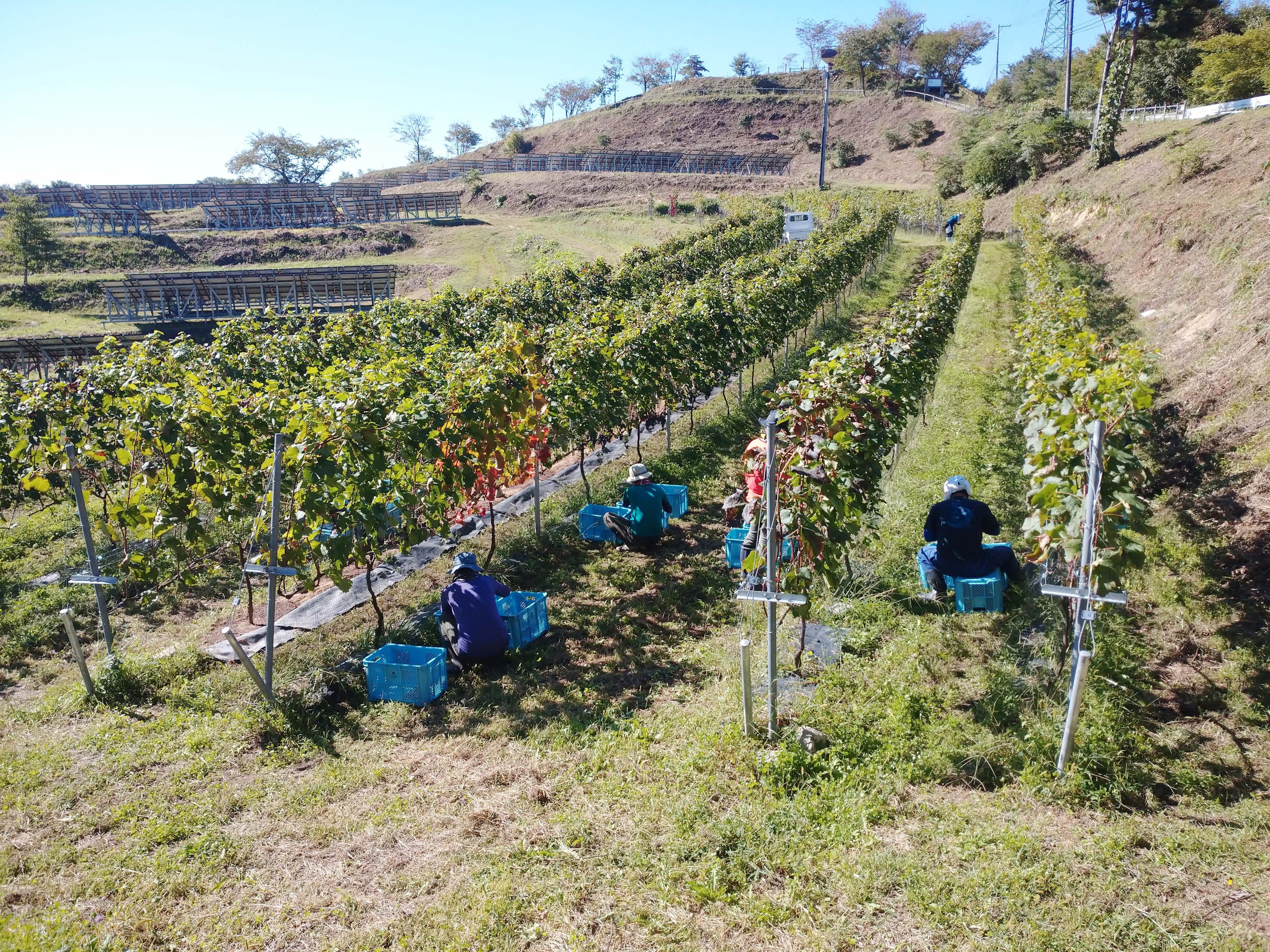 就労支援の場にもなるブドウ畑