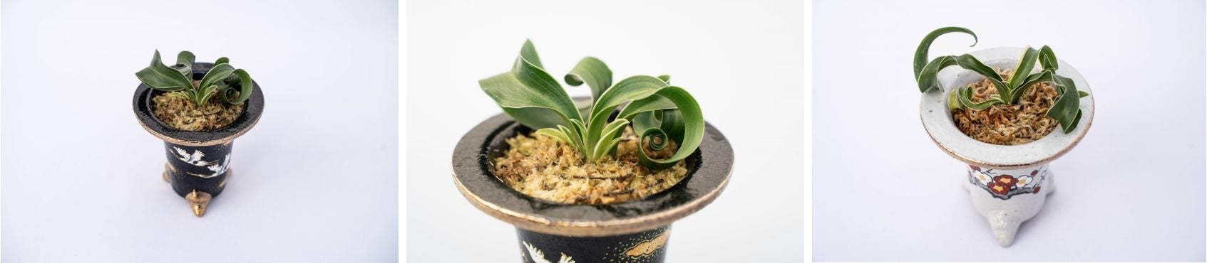 艶のある肌と3つの脚を持つ独特なかたちの鉢も、またいい雰囲気です。