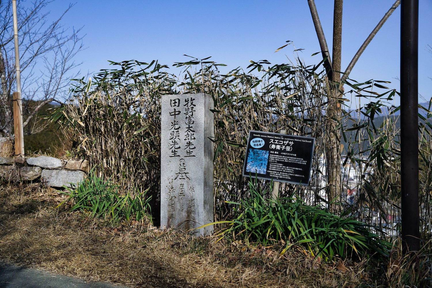 佐川町の牧野公園に生えるスエコザサ