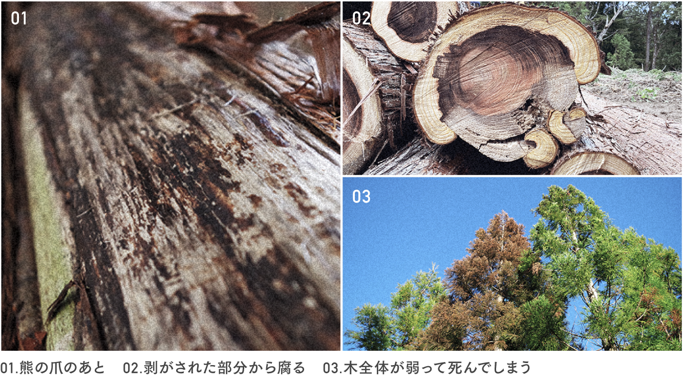 くまはぎされた木はどうなるか