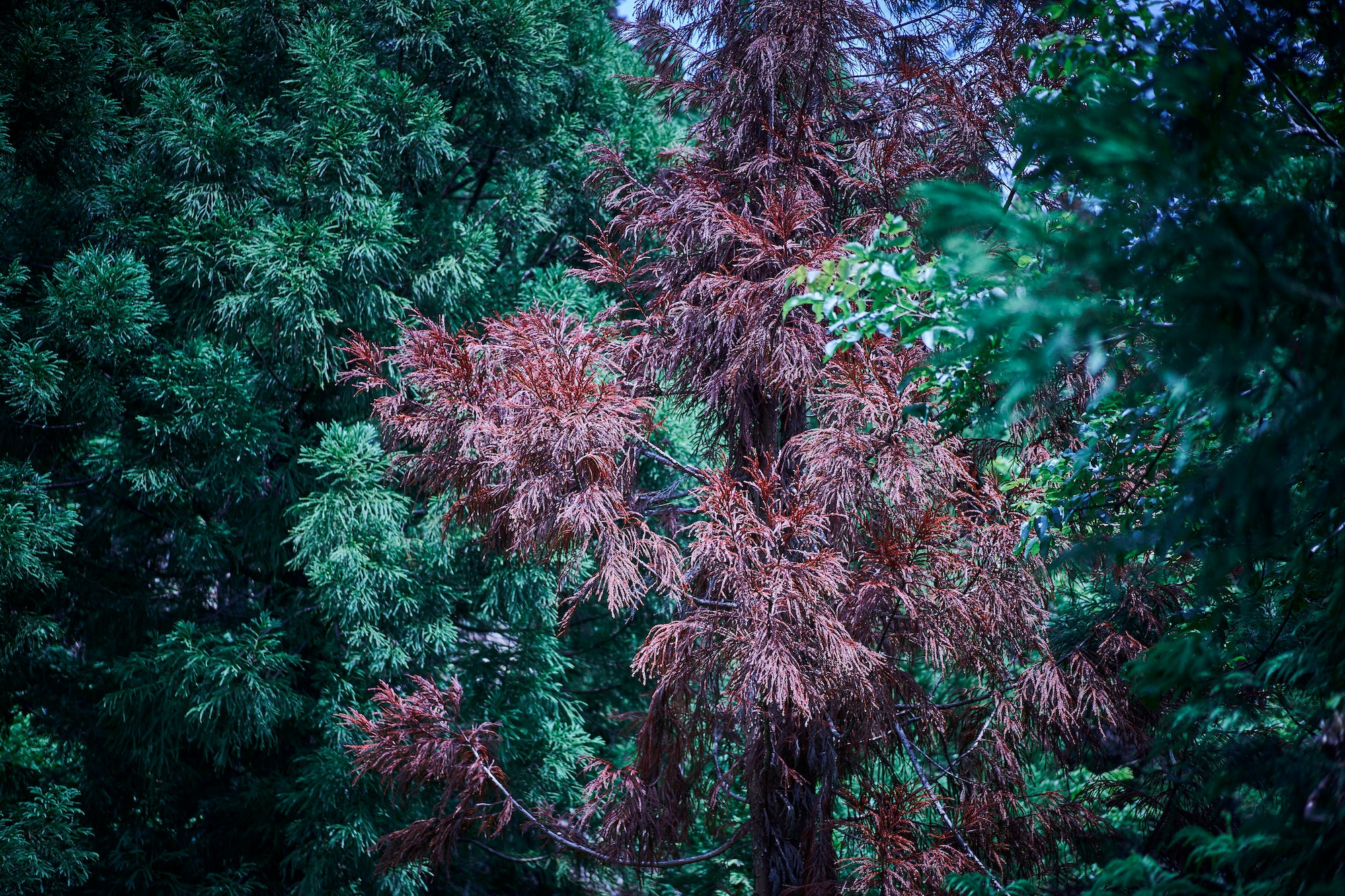 くまはぎ被害にあったスギの木
