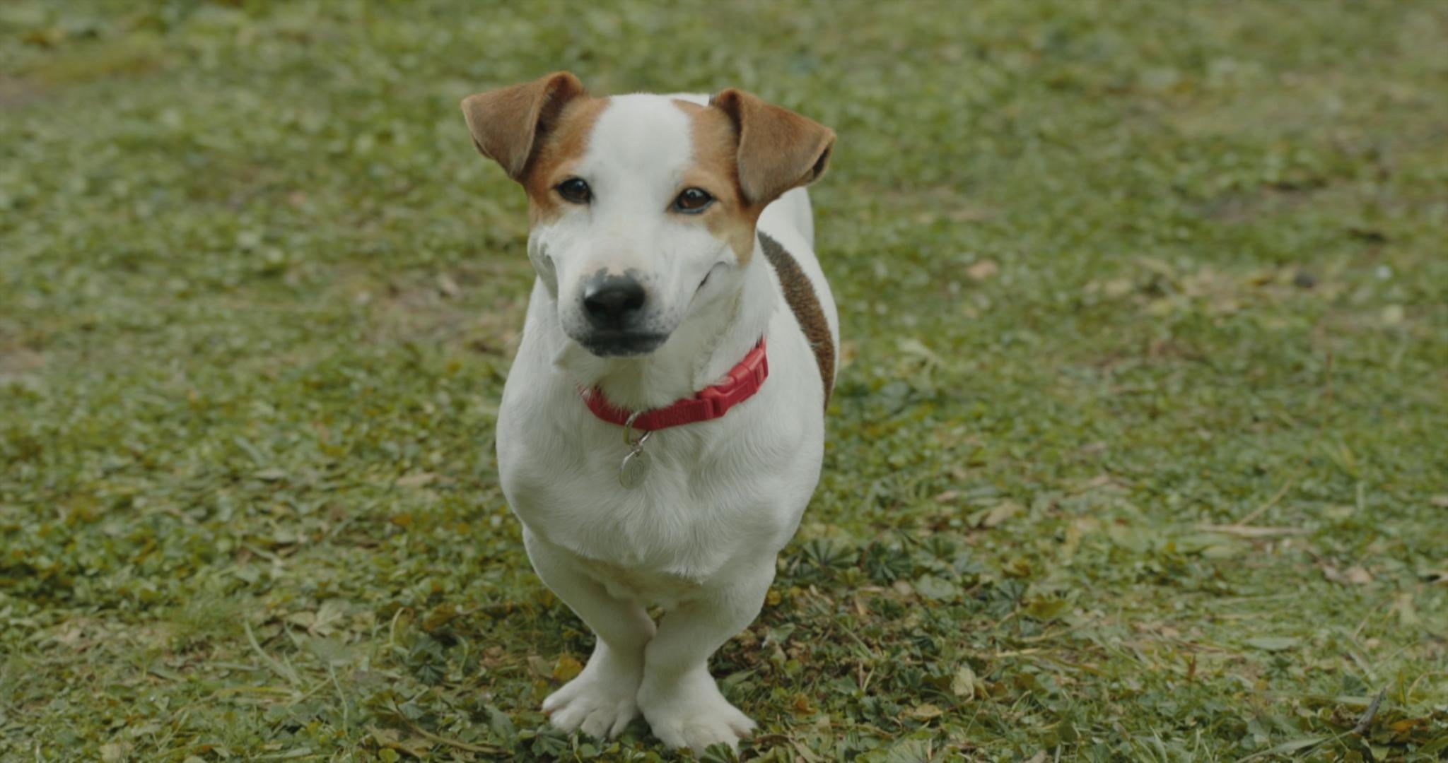 「ワンコ探偵マックス」