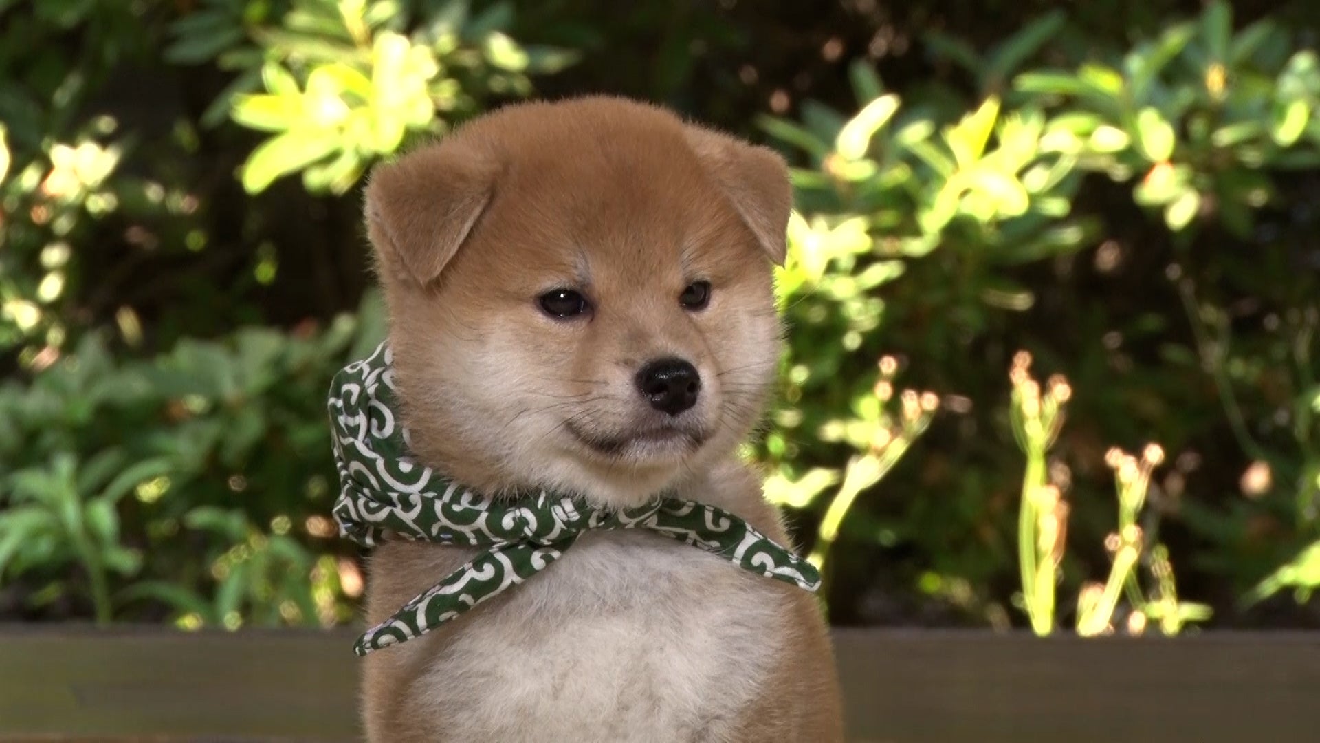 「豆助のニッポンっていいな。」 ©テレビ大阪