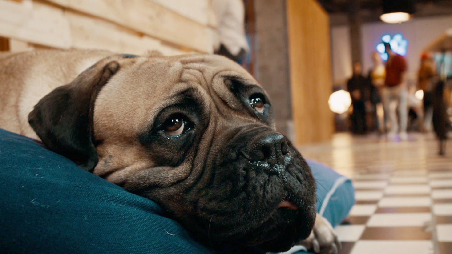 「ロッキー・アンド・ザ・コップ　最強の相棒」&nbsp; © 2019 Bantry BAY, SAT1