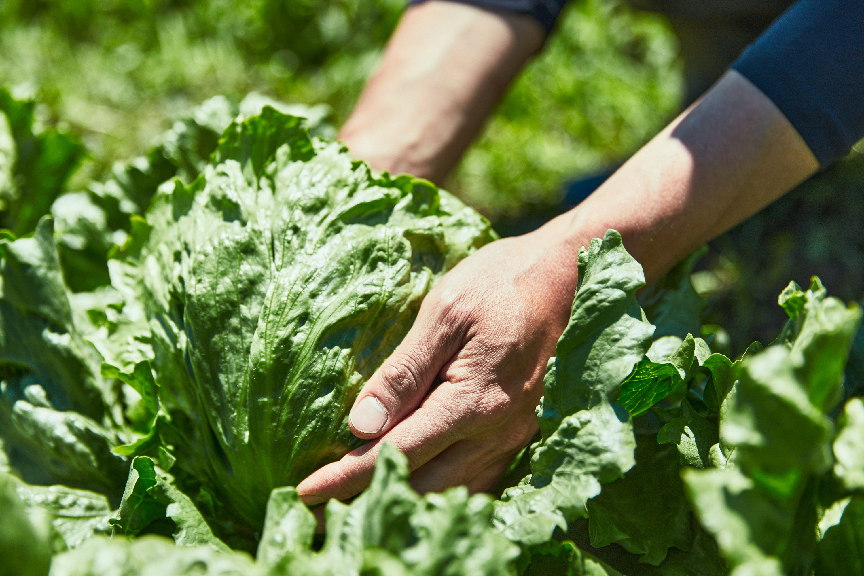 富士河口湖町で挑戦する生産者