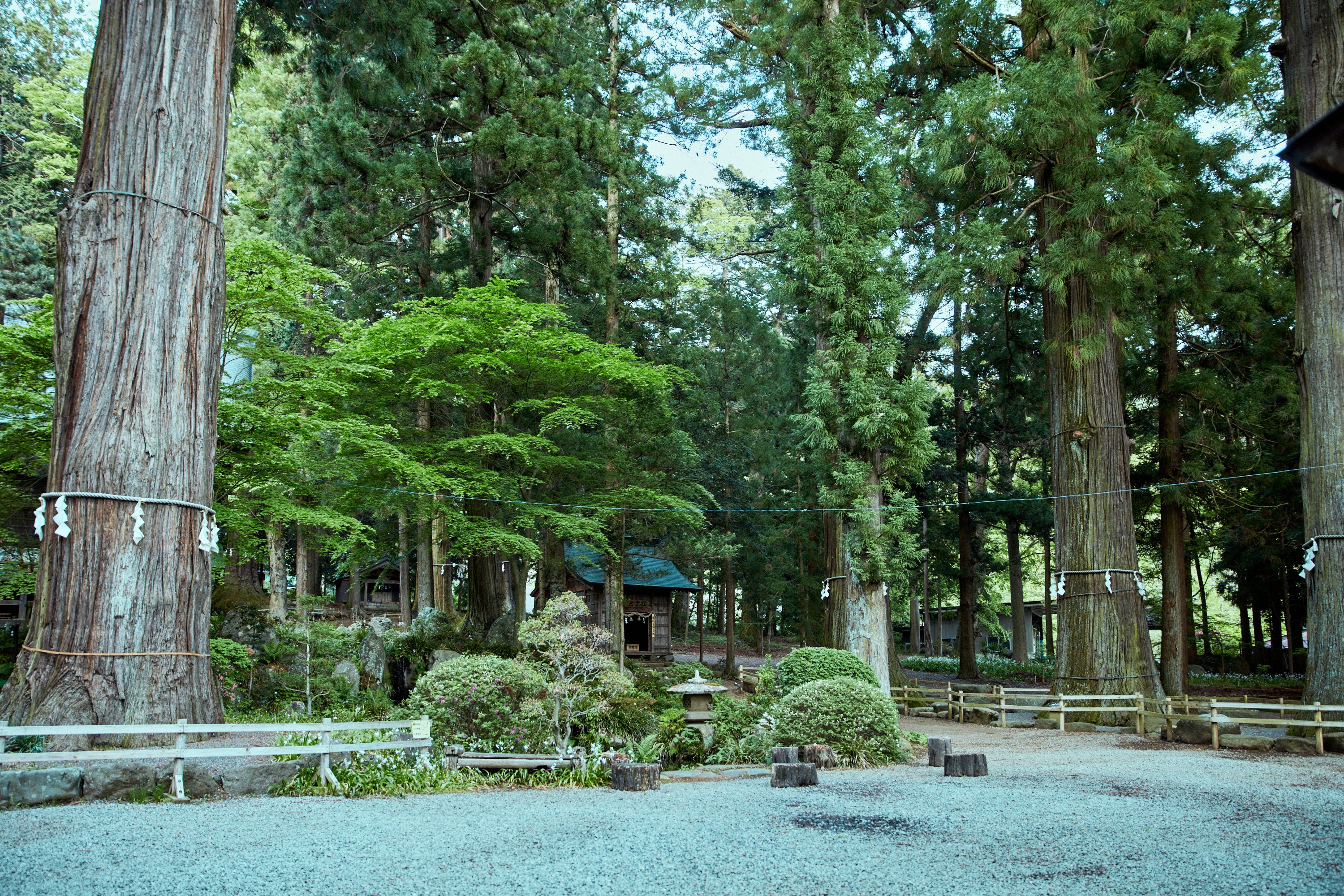 境内に立つ七本杉