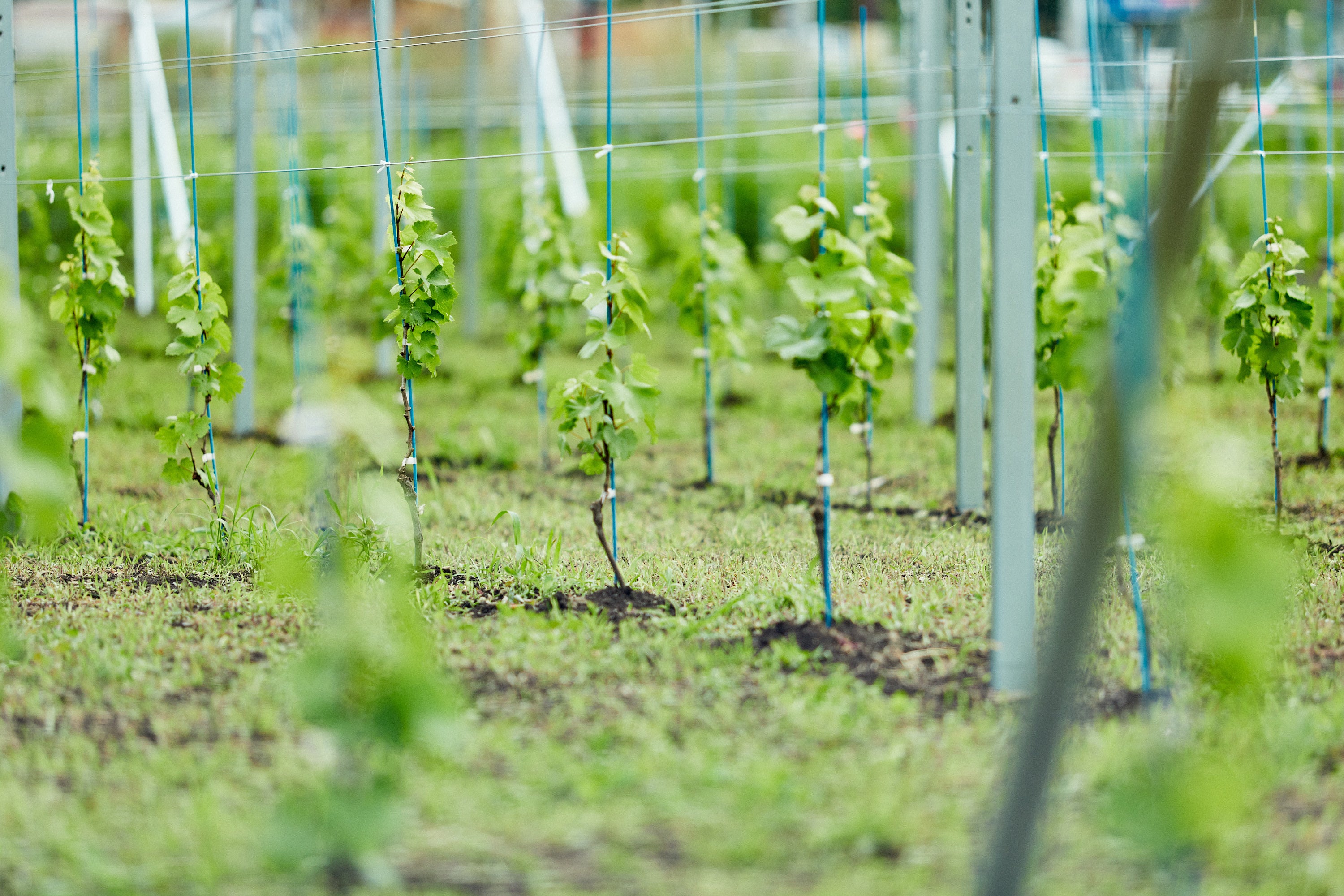 農家を“まるごと”ワインに