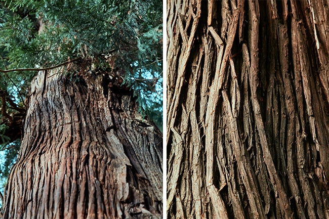 御神木である七本杉