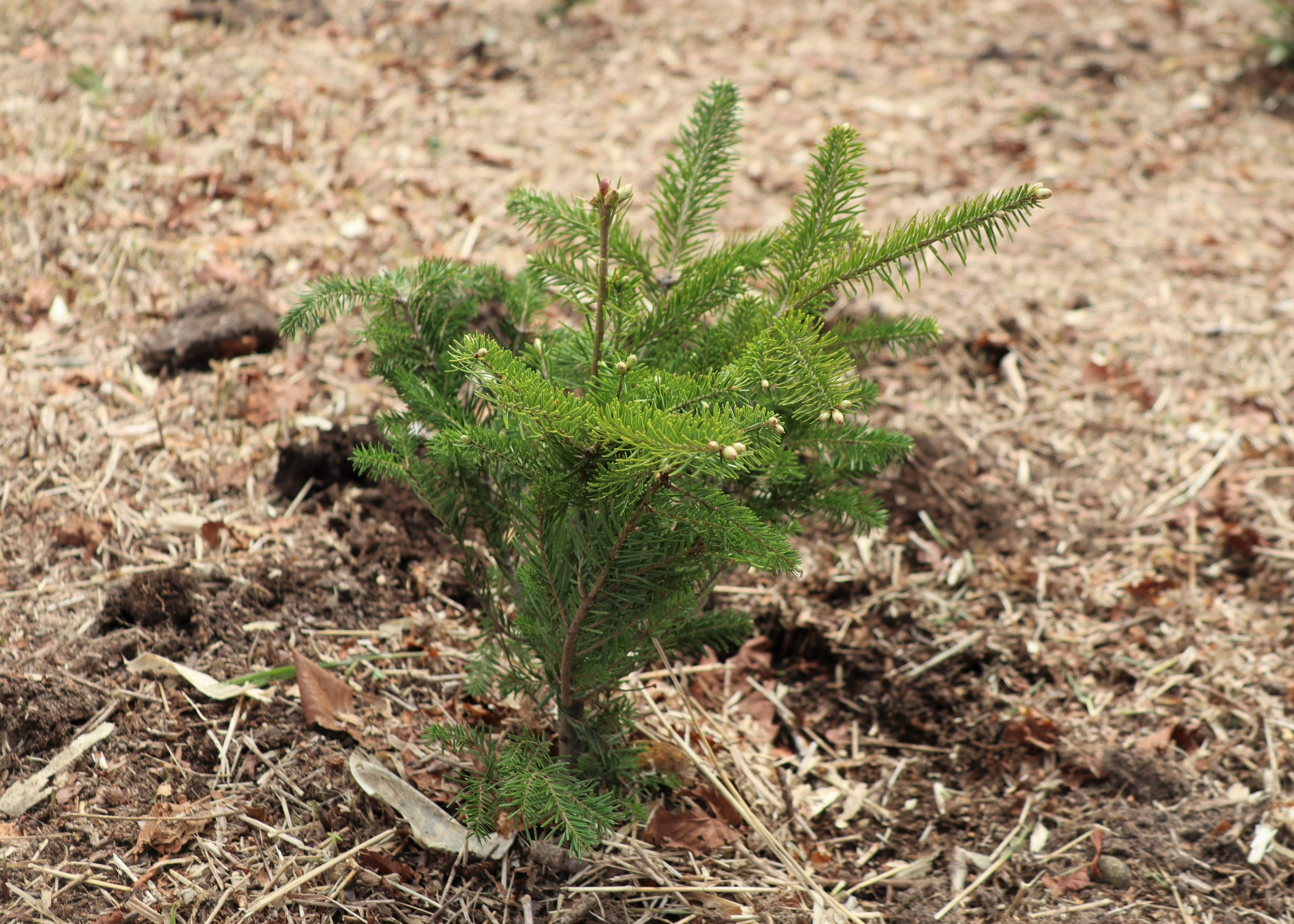 植樹したトドマツの苗木