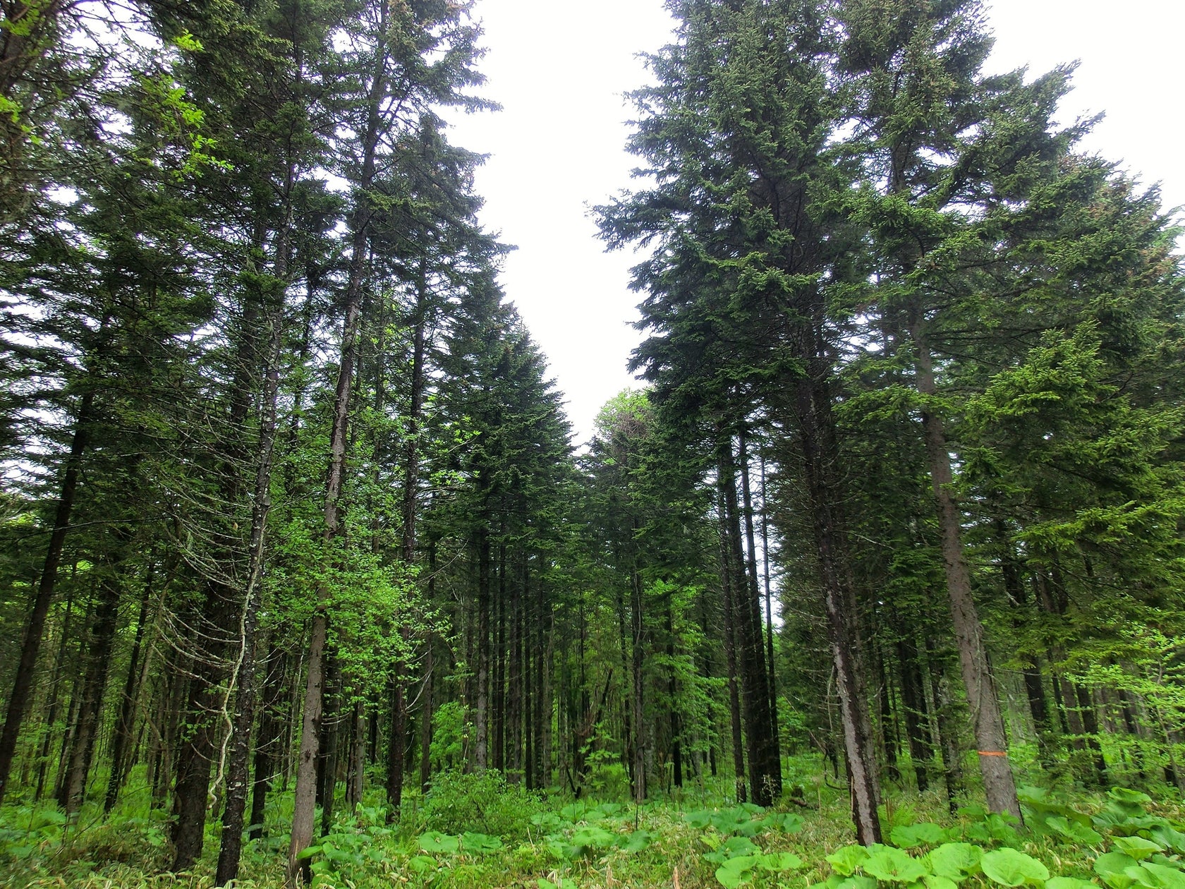 【エステー】(株)森ビルホスピタリティコーポレーションと「かおりによる健康経営推進協働実験」を実施 リラックスなどをコンセプトにしたかおりで働きやすさを検証