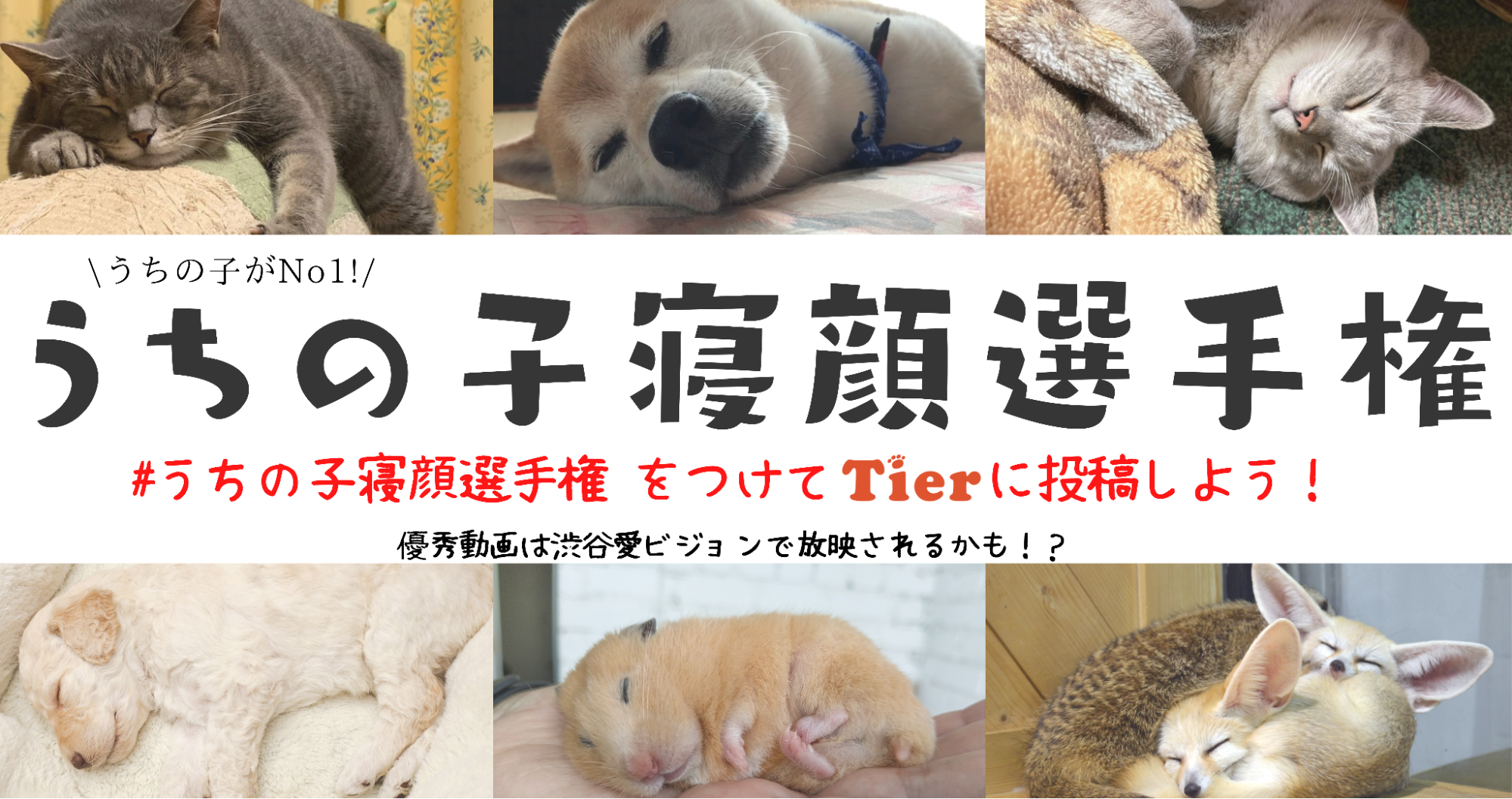 渋谷愛ビジョンにあなたのペットが！Tierアプリの「うちの子寝顔選手権」開催中
