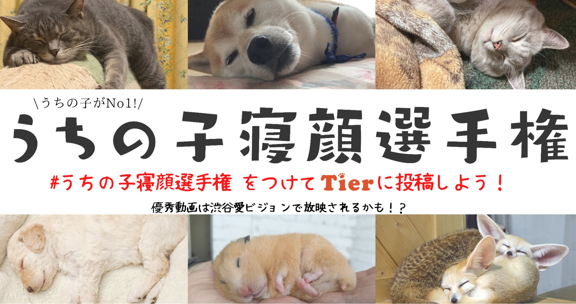 渋谷愛ビジョンにあなたのペットが!Tierアプリの「うちの子寝顔選手権」開催中 渋谷愛ビジョンにあなたのペットが!Tierアプリの「うちの子寝顔選手権」開催中