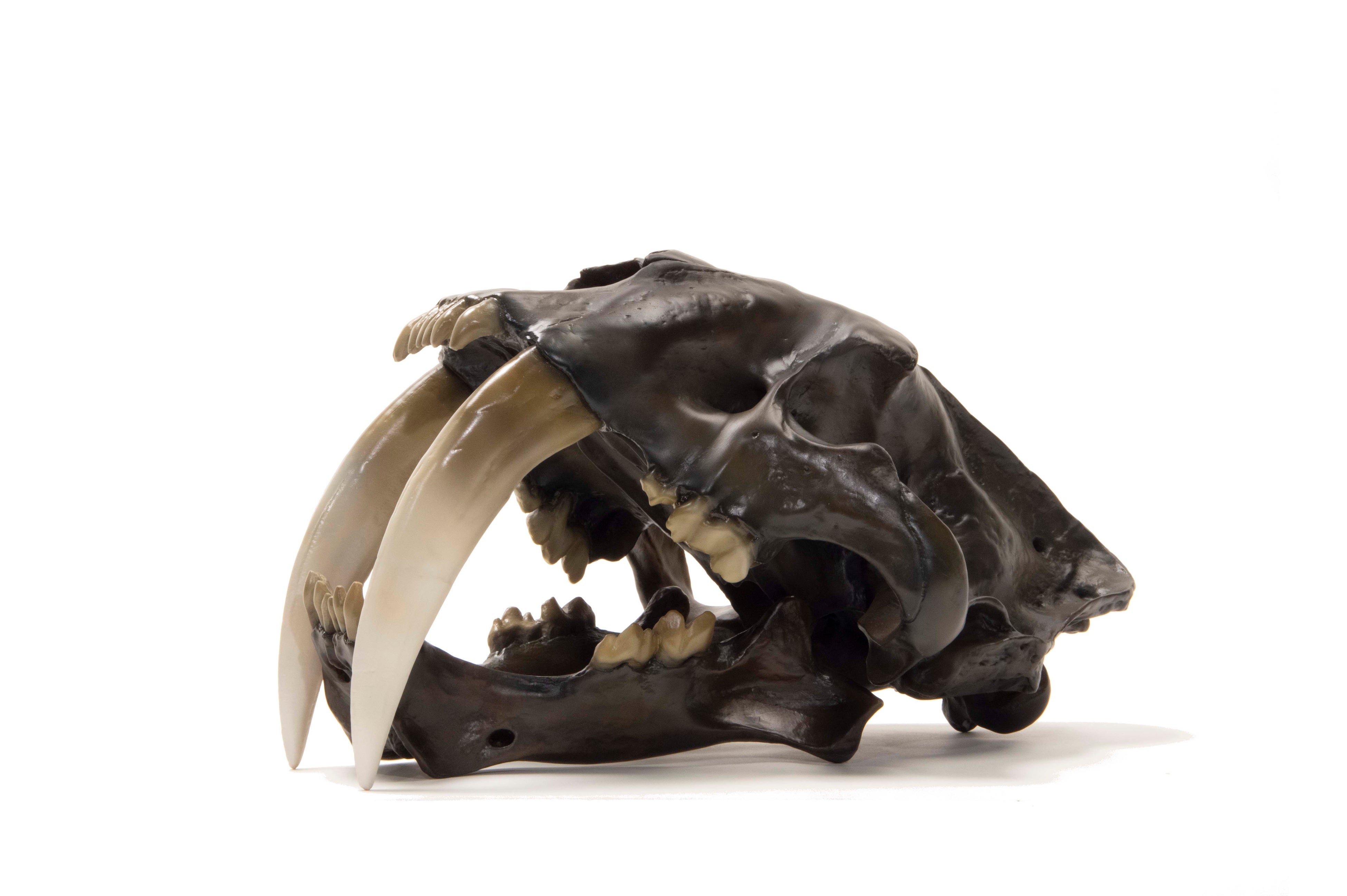 スミロドンの頭骨模型