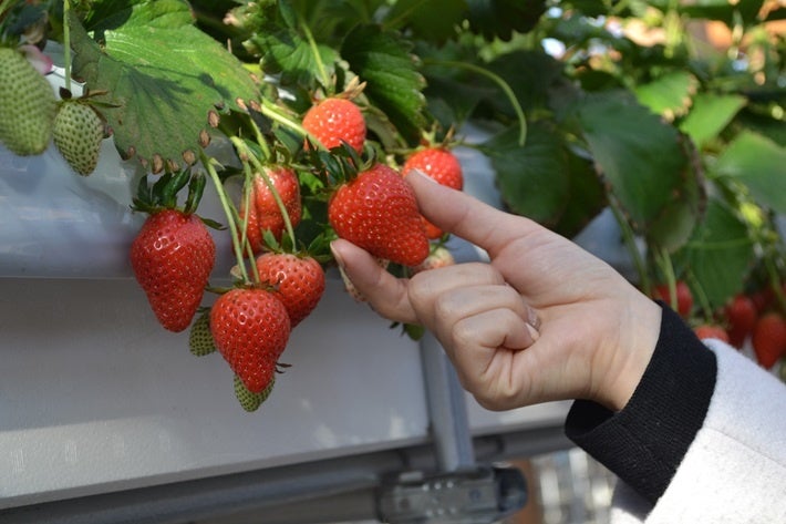 果実の里　原田農園