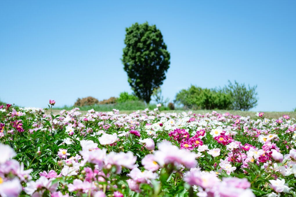 鹿田山フットパス　※イメージ