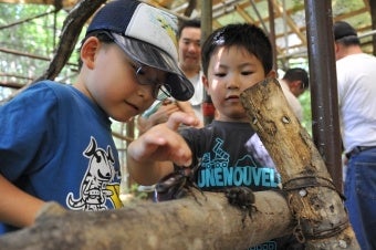 カブトムシ採り(イメージ）