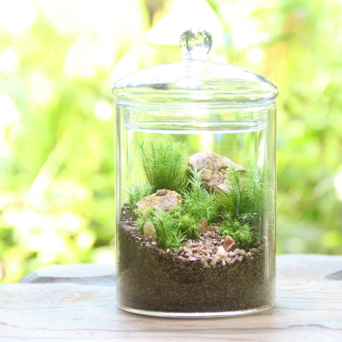 Jaf神奈川 オンラインイベント プロに教わる 苔テラリウム教室 を開催します 一般社団法人 日本自動車連盟 Jaf 地方 のプレスリリース Jaf神奈川 オンラインイベント プロに教わる 苔テラリウム教室 を開催します 一般社団法人 日本自動車連盟 Jaf 地方 のプレスリリース