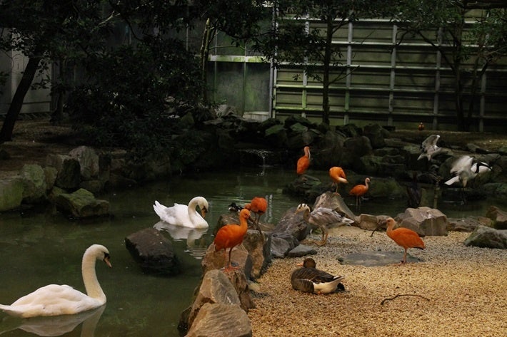 夜の鳥たちの様子