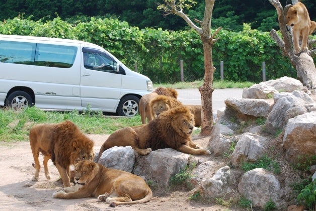 秋吉台サファリランド　ライオン