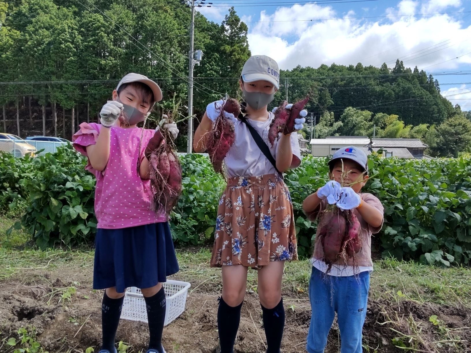 さつまいも収穫（イメージ）