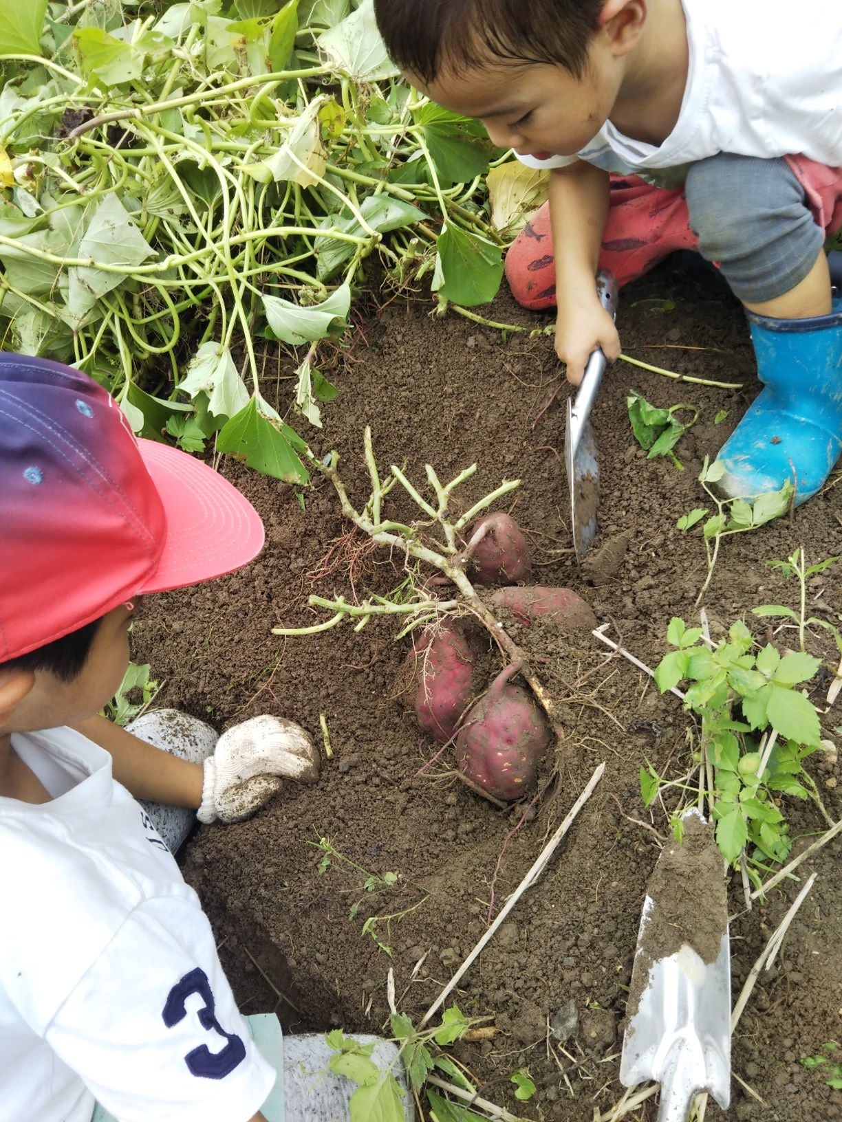 さつまいも収穫（イメージ）