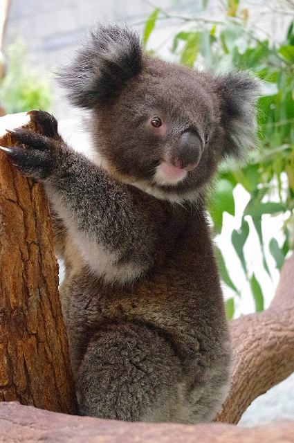 園内で会えるコアラ（イメージ）