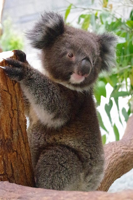 園内で会えるコアラ(イメージ)