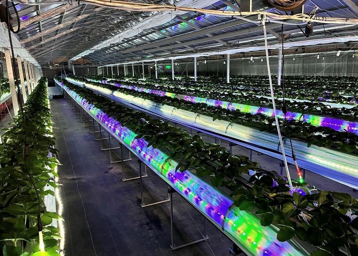 夜の部　ライトアップされたビニールハウス