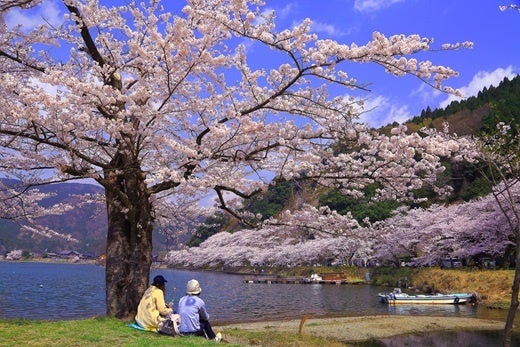 海津大崎の桜（イメージ）