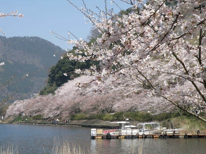 海津大崎の桜（イメージ）