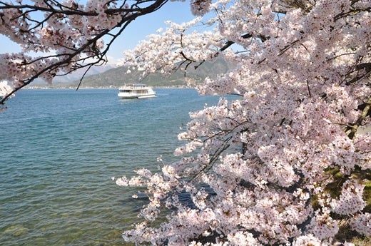 海津大崎の桜（イメージ）
