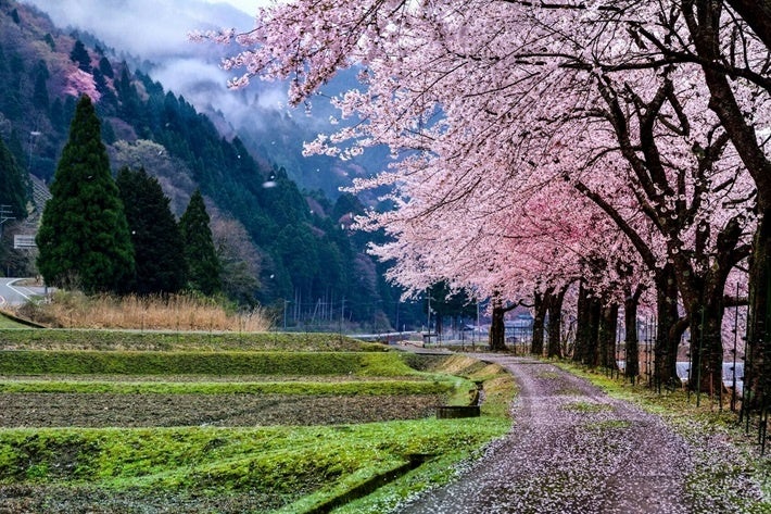 朽木の桜（イメージ）
