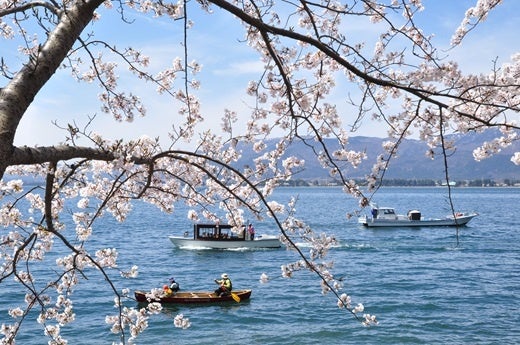 海津大崎の桜（イメージ）