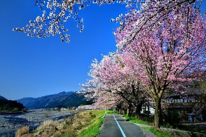朽木の桜（イメージ）