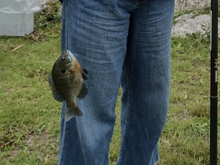 釣れる魚（イメージ）